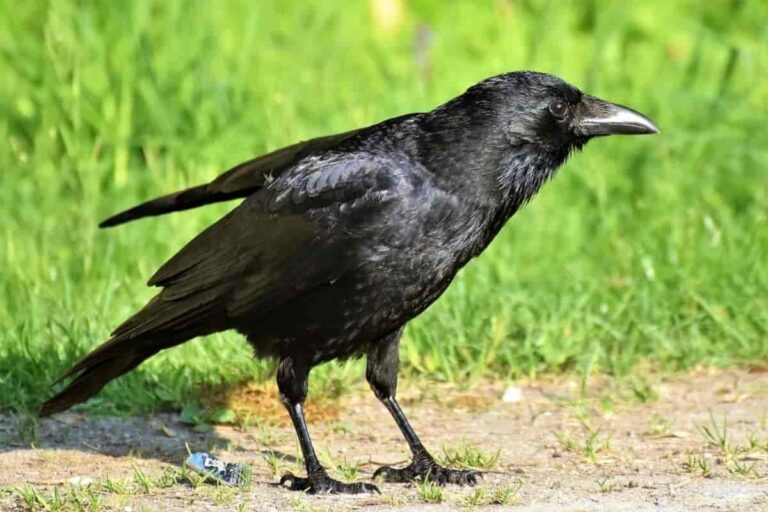 प्यासा कौआ की कहानी हिंदी में | thirsty crow story in hindi